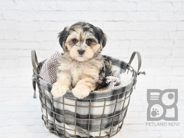 Cocker Malt DOG Female BLUE MERLE 32764 Petland Novi, Michigan