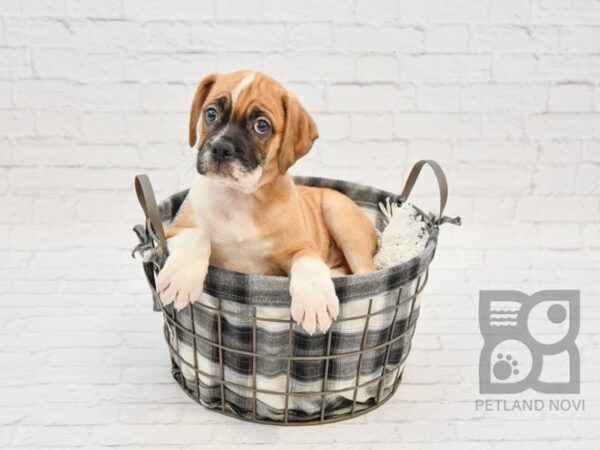 English Bulldog Puggle DOG Male FAWN WHITE 32765 Petland Novi, Michigan