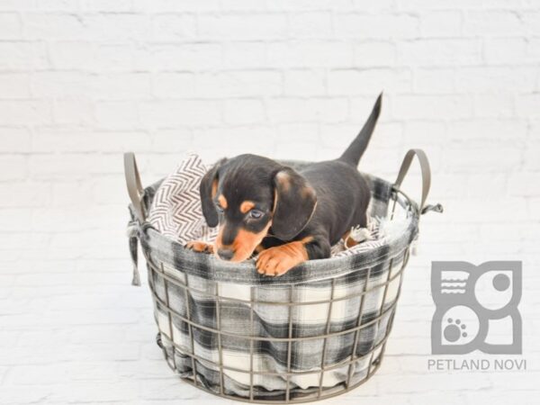 Dachshund DOG Male BLK TAN 32767 Petland Novi, Michigan