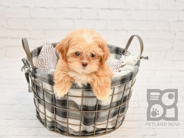 Shih Poo-DOG-Male-APRICOT WHITE-32768-Petland Novi, Michigan