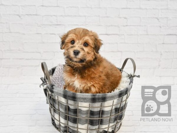 Cava Tzu-DOG-Female-BLK WHITE TRI-32769-Petland Novi, Michigan