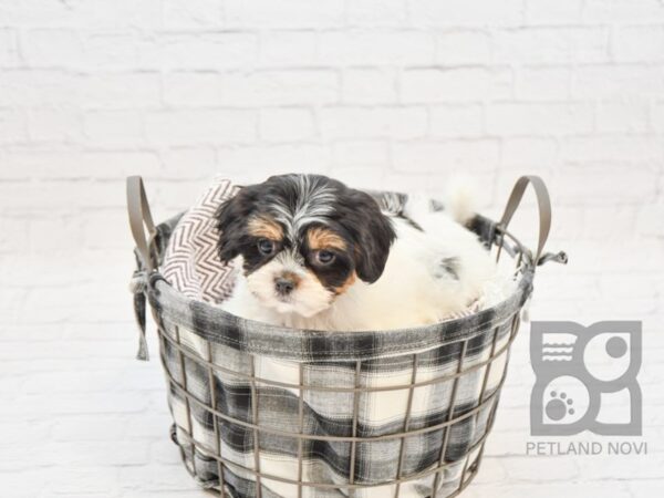 Havanese-DOG-Male-BROWN-32770-Petland Novi, Michigan