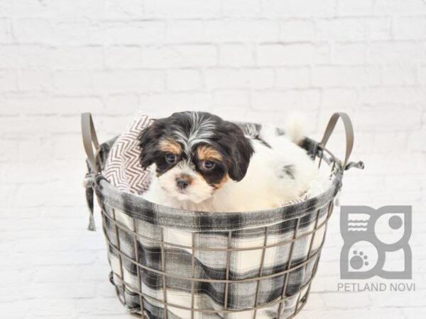 Havanese DOG Male BROWN 32770 Petland Novi, Michigan