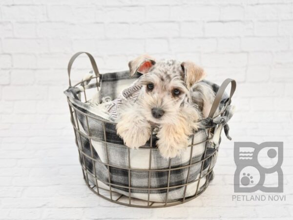 Miniature Schnauzer DOG Male BLUE MERLE 32772 Petland Novi, Michigan