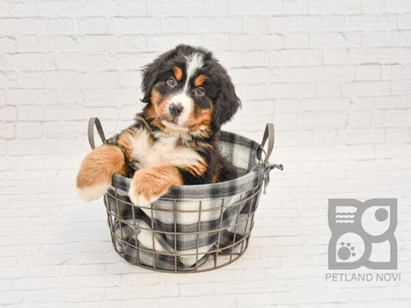 Mini Bernese DOG Male Tri Color 32773 Petland Novi, Michigan