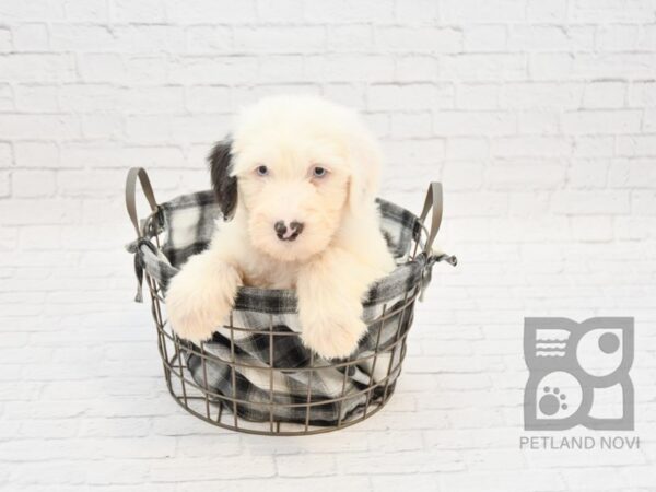 Old English Sheepdog DOG Male Black White 32774 Petland Novi, Michigan