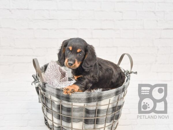 Dachshund DOG Male Black & Tan 32775 Petland Novi, Michigan