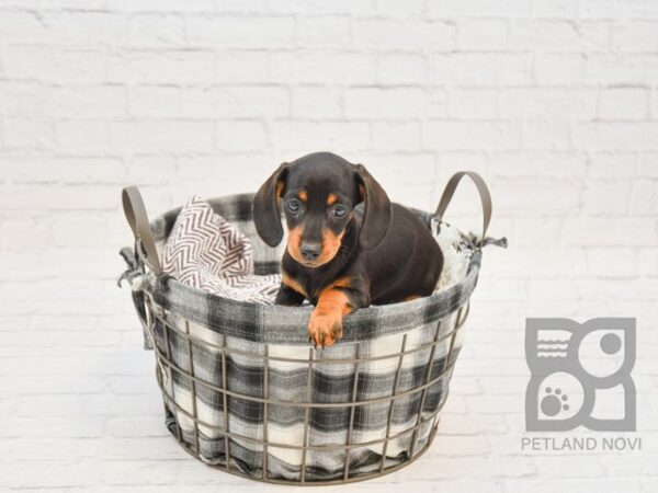 Dachshund-DOG-Female-Black & Tan-32776-Petland Novi, Michigan