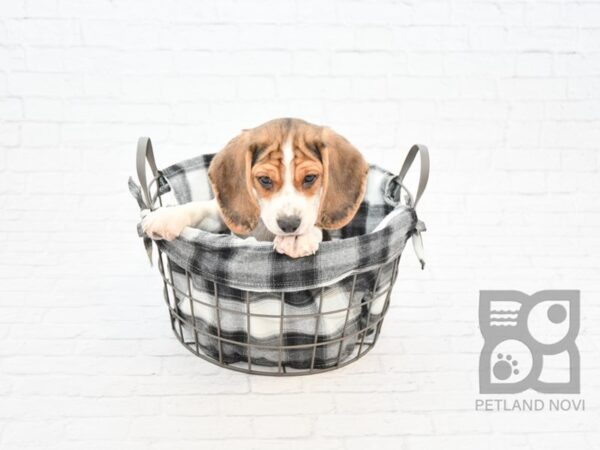 Beagle DOG Male Black White / Tan 32749 Petland Novi, Michigan