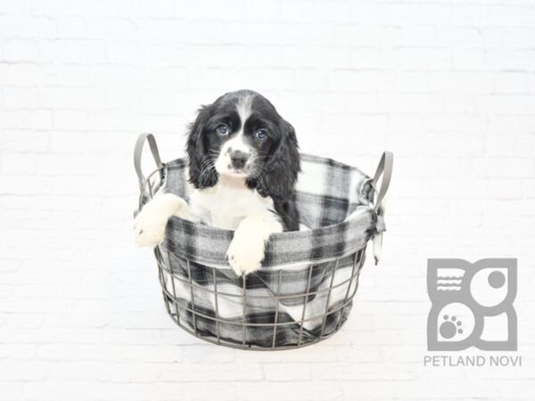 Cocker Spaniel DOG Female White / Black 32752 Petland Novi, Michigan