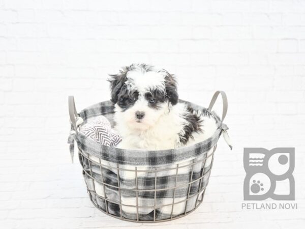 Teddy Bear-DOG-Male-Black / White-32779-Petland Novi, Michigan