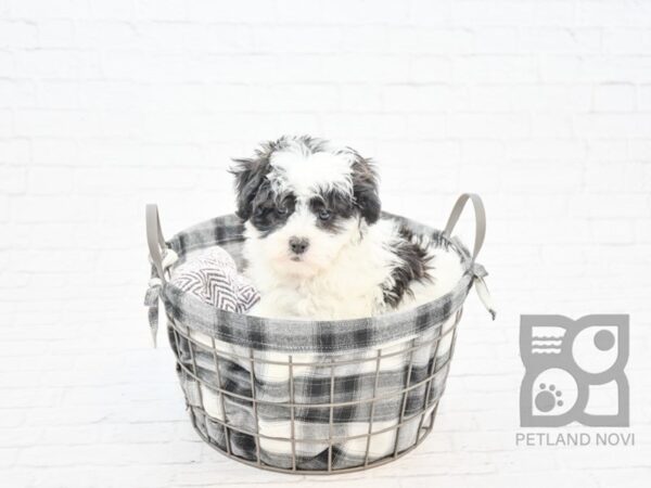 Teddy Bear DOG Male Black / White 32779 Petland Novi, Michigan