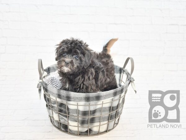 Teddy Bear DOG Female Black 32780 Petland Novi, Michigan