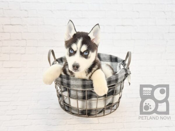 Siberian Husky DOG Female Black / White 32781 Petland Novi, Michigan