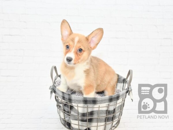 Pembroke Welsh Corgi DOG Female Sable / White 32782 Petland Novi, Michigan