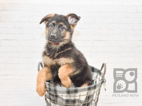 German Shepherd DOG Male Black & Tan 32784 Petland Novi, Michigan