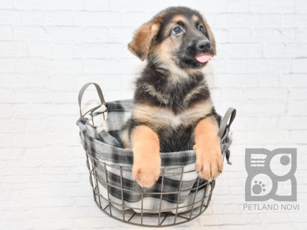 German Shepherd DOG Female Black & Tan 32785 Petland Novi, Michigan