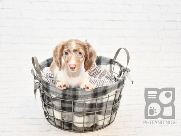 Dachshund DOG Male Brown & White Dapple 32786 Petland Novi, Michigan