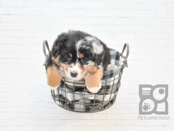 Australian Shepherd DOG Male Blk, Tan & White w/Merle Markings 32787 Petland Novi, Michigan