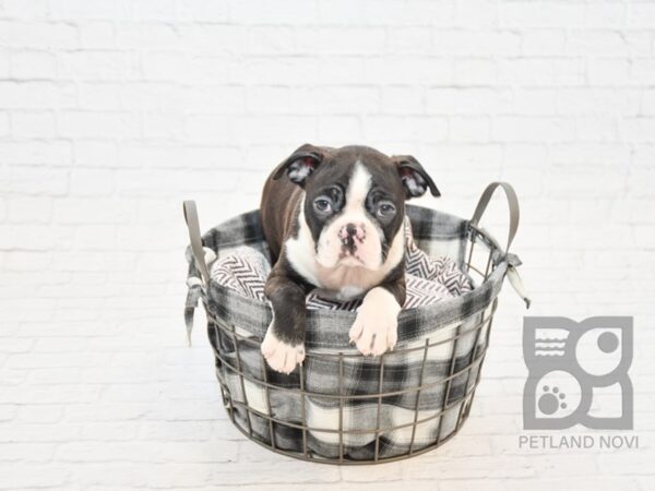 Boston Terrier-DOG-Male-Black & White-32788-Petland Novi, Michigan