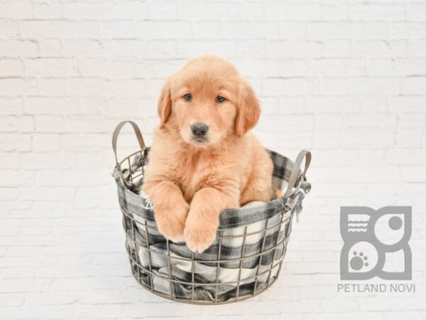 Golden Retriever DOG Female Golden 32790 Petland Novi, Michigan