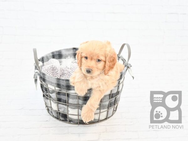 Cockapoo-DOG-Male-BUFF-32791-Petland Novi, Michigan