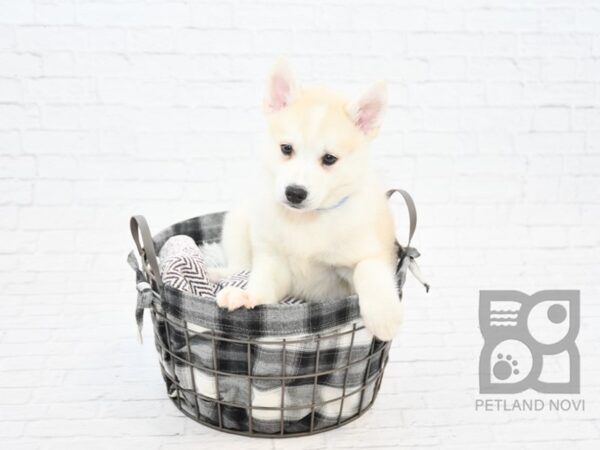 Mini Husky-DOG-Male-SILVER WH-32792-Petland Novi, Michigan