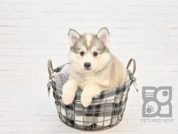 Mini Husky DOG Female SILVER WH 32793 Petland Novi, Michigan