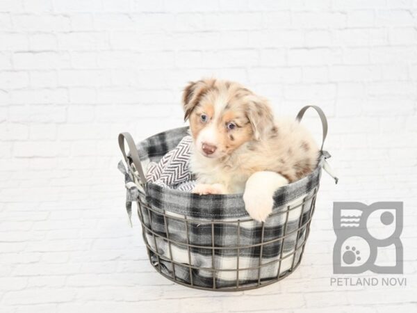 Mini Aussie DOG Male RED MERLE 32794 Petland Novi, Michigan