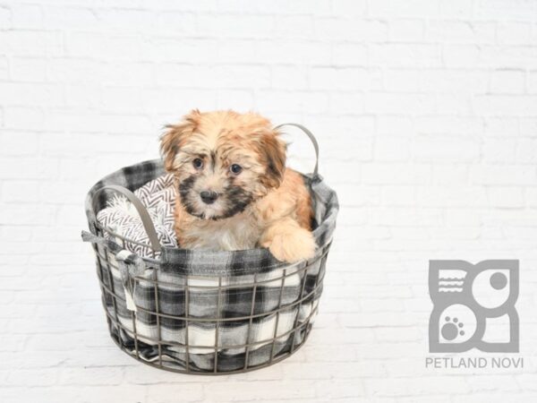 Morkie-DOG-Female-BEIGE-32795-Petland Novi, Michigan