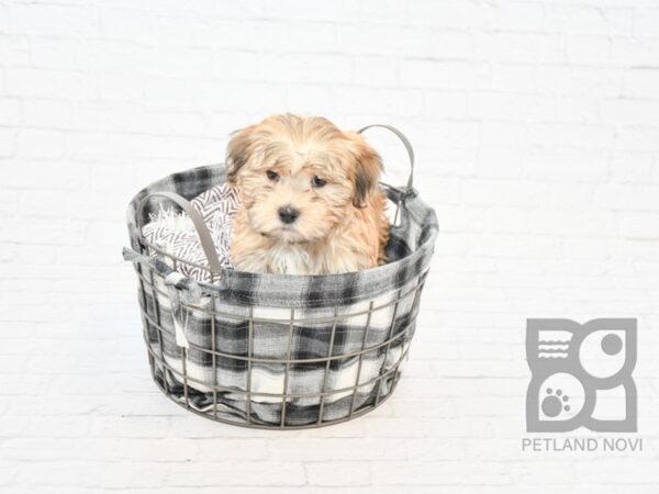 Morkie DOG Male BEIGE 32796 Petland Novi, Michigan