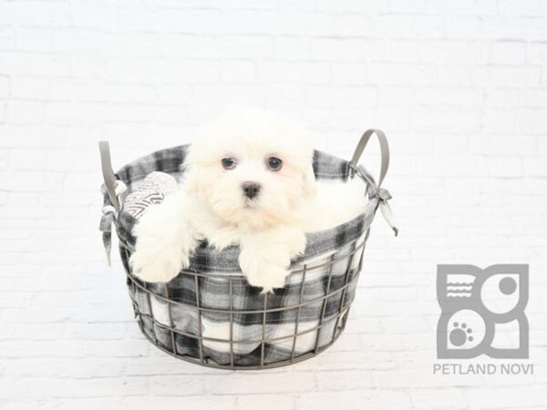 Teddy Bear-DOG-Male-CREAM WHITE-32798-Petland Novi, Michigan