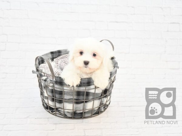 Teddy Bear-DOG-Female-CREAM  WHITE-32799-Petland Novi, Michigan