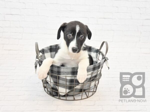 Border Collie DOG Female Black White 32801 Petland Novi, Michigan