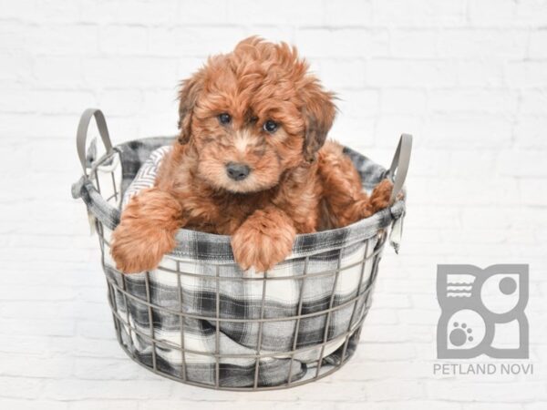 Woodle-DOG-Male-Brown-32828-Petland Novi, Michigan