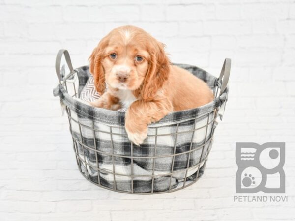 Cocker Spaniel-DOG-Male-Buff-32804-Petland Novi, Michigan