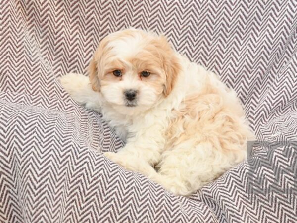 Shih Poo-DOG-Male-Buff / White-32807-Petland Novi, Michigan