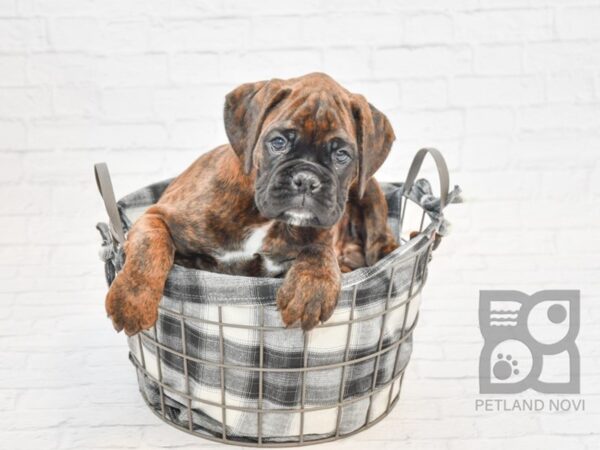 Boxer-DOG-Male-Brindle-32808-Petland Novi, Michigan