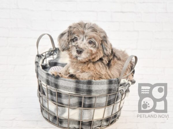 Aussiepoo DOG Male Blue Merle 32809 Petland Novi, Michigan