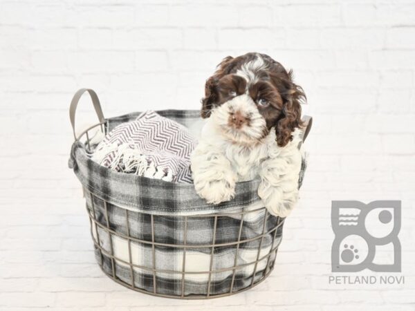 Cockapoo DOG Male CHOC WH 32810 Petland Novi, Michigan