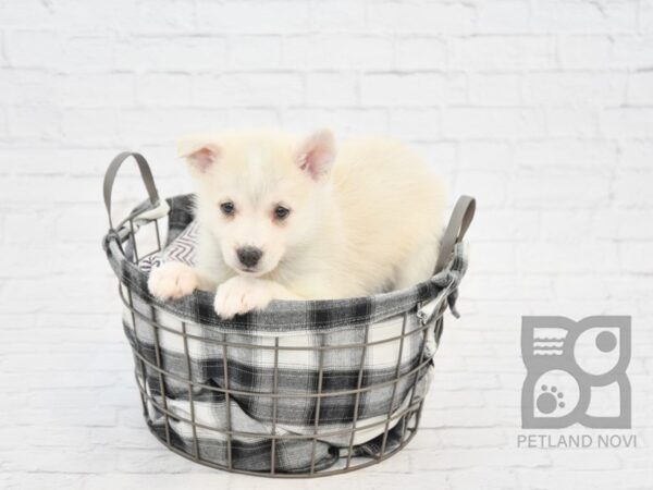 Pomsky DOG Female CREAM WHT 32811 Petland Novi, Michigan