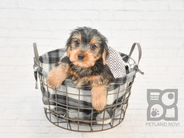 Yorkshire Terrier-DOG-Female-BLK TAN-32812-Petland Novi, Michigan