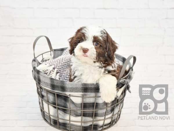 Havanese-DOG-Female-CHOC WHITE-32814-Petland Novi, Michigan