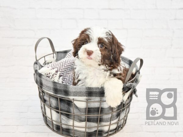 Havanese DOG Female CHOC WHITE 32814 Petland Novi, Michigan