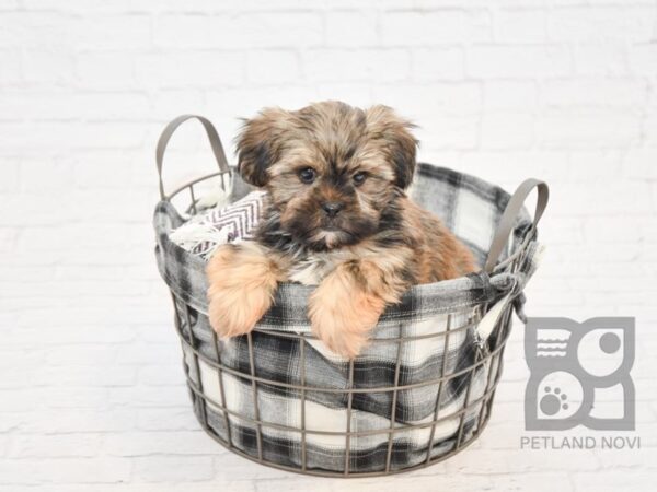 Shorkie DOG Male BEIGE 32815 Petland Novi, Michigan