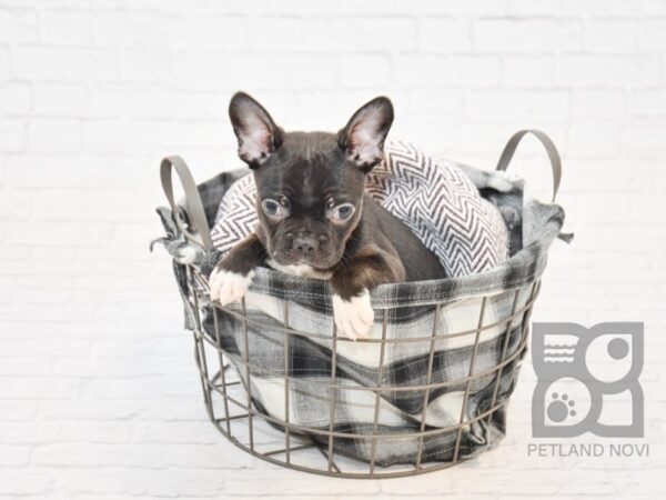 Frenchton DOG Male BLK 32819 Petland Novi, Michigan