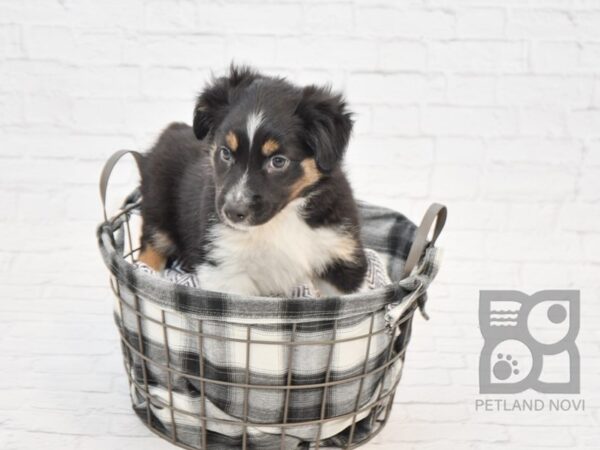 Mini Aussie DOG Female BLK TRI 32823 Petland Novi, Michigan