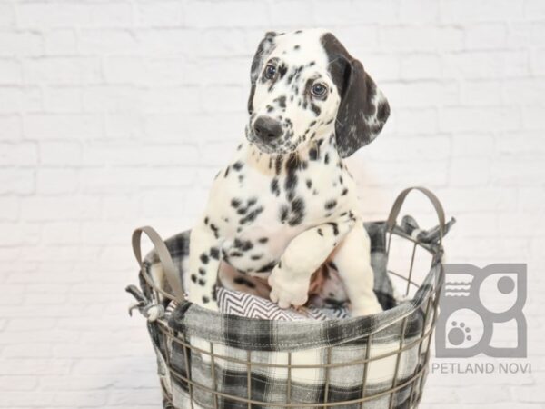 Dalmatian DOG Female Black & White 32825 Petland Novi, Michigan