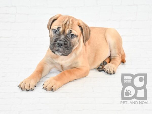 Bullmastiff-DOG-Female-Red Fawn-32826-Petland Novi, Michigan