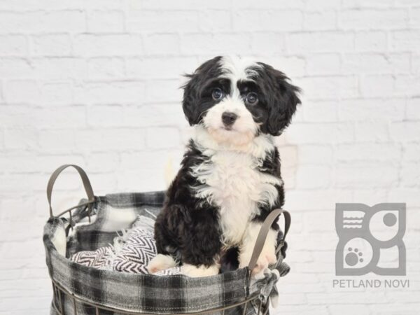 Petite Bernidoodle DOG Male Black White 32829 Petland Novi, Michigan